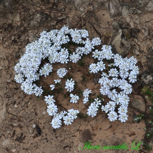 Photographie n°222544 du taxon Iberis saxatilis L. [1756]