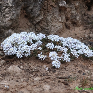 Photographie n°222545 du taxon Iberis saxatilis L. [1756]