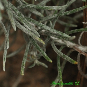 Photographie n°222548 du taxon Iberis saxatilis L. [1756]