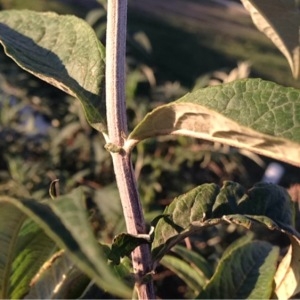 Photographie n°222553 du taxon Buddleja davidii Franch. [1887]