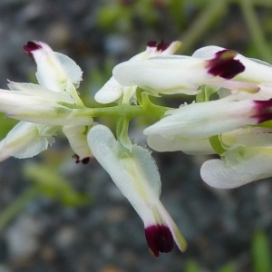 Photographie n°222582 du taxon Fumaria capreolata L. [1753]