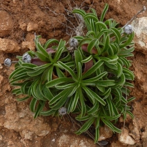 Photographie n°222588 du taxon Pallenis maritima (L.) Greuter [1997]