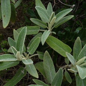 Photographie n°222619 du taxon Phlomis purpurea L. [1753]