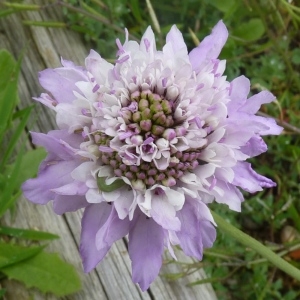 Scabiosa atropurpurea subsp. cupanii (Guss.) Arcang. (Scabieuse maritime)