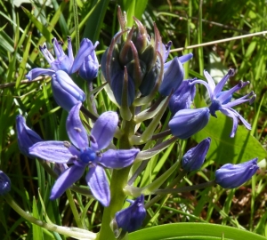 Ans Gorter, le 10 février 2014 (Province de Cadix, Conil sous-bois)