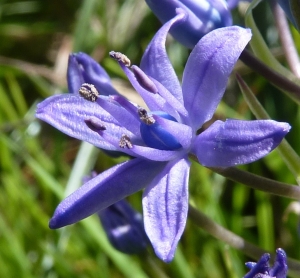 Ans Gorter, le 10 février 2014 (Province de Cadix, Conil sous-bois)