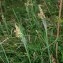  Jean-Luc Gorremans - Carex flacca Schreb. [1771]