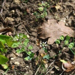 Photographie n°222653 du taxon Lepidium campestre (L.) R.Br. [1812]