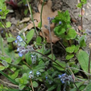 Photographie n°222654 du taxon Myosotis stricta Link ex Roem. & Schult. [1819]