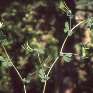 Photographie n°222666 du taxon Lotus ornithopodioides L. [1753]