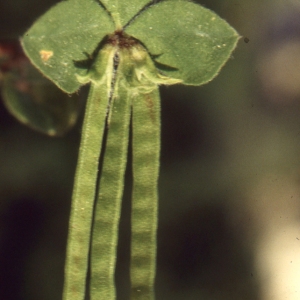Photographie n°222667 du taxon Lotus ornithopodioides L. [1753]