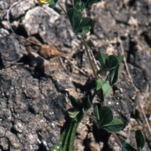 Photographie n°222668 du taxon Lotus ornithopodioides L. [1753]