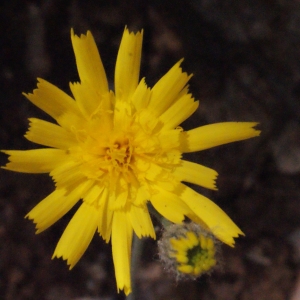 Photographie n°222673 du taxon Hieracium jaubertianum Timb.-Lagr. & Loret [1858]