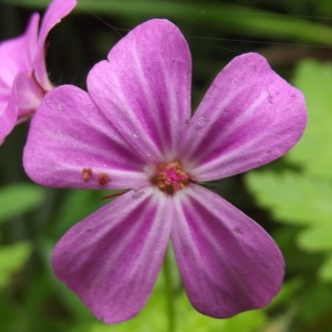 Robertium vulgare Picard (Géranium Herbe à Robert)