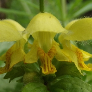 Galeobdolon argentatum Smejkal (Lamier argenté)