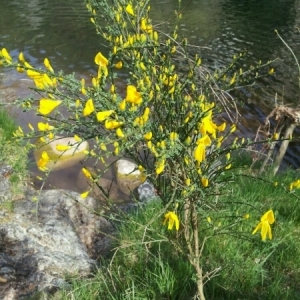 Photographie n°222701 du taxon Cytisus scoparius (L.) Link [1822]