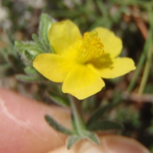 Photographie n°222716 du taxon Fumana thymifolia (L.) Spach ex Webb [1838]