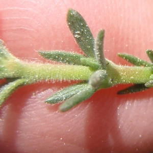 Photographie n°222717 du taxon Fumana thymifolia (L.) Spach ex Webb [1838]