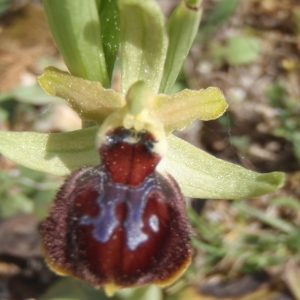 Photographie n°222730 du taxon Ophrys provincialis (Baumann & Künkele) Paulus [1988]