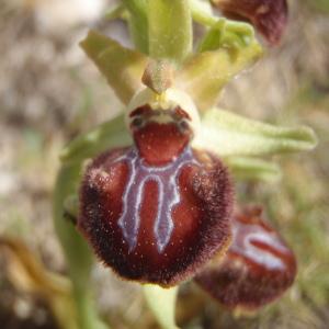 Photographie n°222732 du taxon Ophrys provincialis (Baumann & Künkele) Paulus [1988]