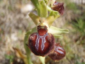 Genevieve Botti, le  7 avril 2014 (Martigues (Bonnieux))