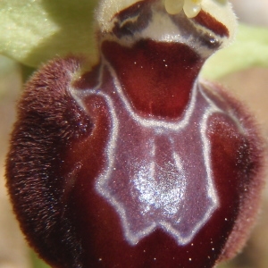 Photographie n°222733 du taxon Ophrys provincialis (Baumann & Künkele) Paulus [1988]