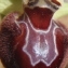  Genevieve Botti - Ophrys provincialis (Baumann & Künkele) Paulus [1988]