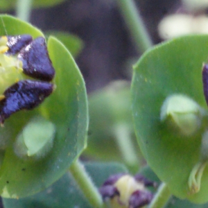 Photographie n°222741 du taxon Euphorbia characias L. [1753]