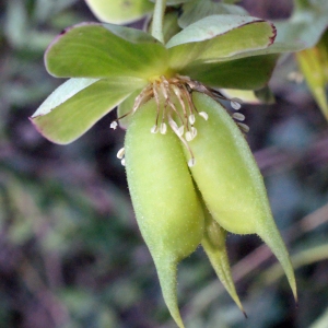 Photographie n°222753 du taxon Helleborus foetidus L. [1753]