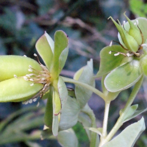 Photographie n°222754 du taxon Helleborus foetidus L. [1753]