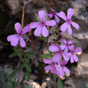 Photographie n°222789 du taxon Saponaria ocymoides L.