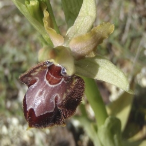 Photographie n°222835 du taxon Ophrys provincialis (Baumann & Künkele) Paulus [1988]