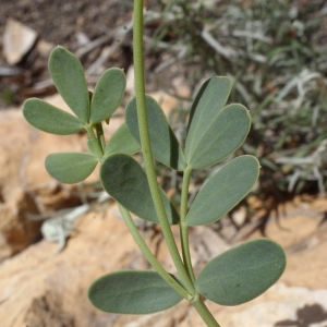 Photographie n°222881 du taxon Coronilla minima L. [1756]