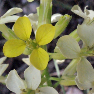 Photographie n°222884 du taxon Erysimum nevadense Reut. [1855]