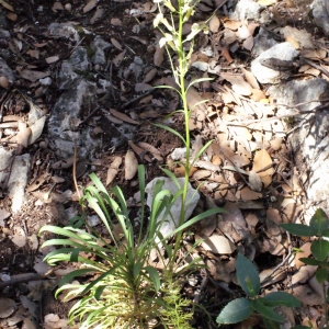 Photographie n°222892 du taxon Erysimum nevadense Reut. [1855]