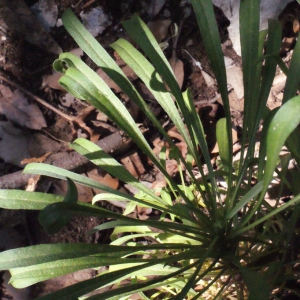 Erysimum nevadense Reut.