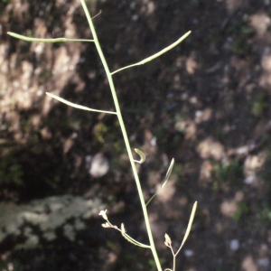 Photographie n°222903 du taxon Arabidopsis thaliana (L.) Heynh. [1842]