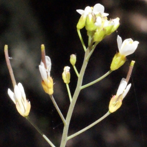 Photographie n°222905 du taxon Arabidopsis thaliana (L.) Heynh. [1842]