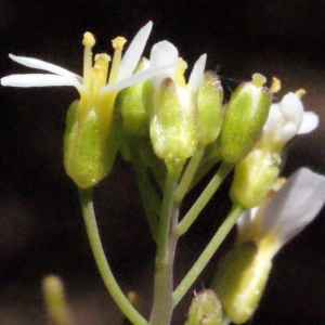 Photographie n°222906 du taxon Arabidopsis thaliana (L.) Heynh. [1842]