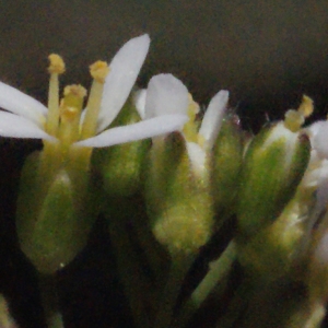 Photographie n°222908 du taxon Arabidopsis thaliana (L.) Heynh. [1842]