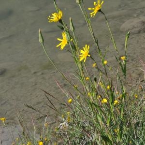 Photographie n°222932 du taxon Tragopogon pratensis L. [1753]