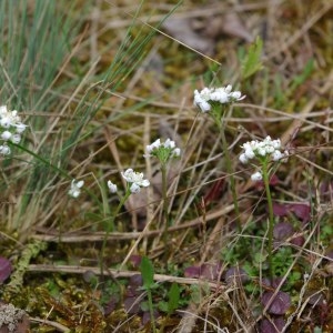 Photographie n°222933 du taxon Teesdalia nudicaulis (L.) R.Br. [1812]