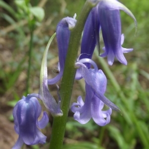 Hyacinthus belgicus Bory (Jacinthe des bois)