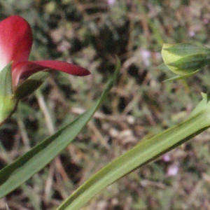 Photographie n°222949 du taxon Lathyrus cicera L. [1753]