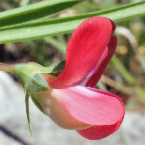 Photographie n°222955 du taxon Lathyrus cicera L. [1753]