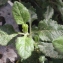  Liliane Roubaudi - Teucrium flavum L. [1753]