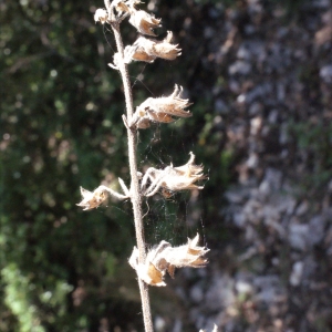 Photographie n°222960 du taxon Teucrium flavum L. [1753]