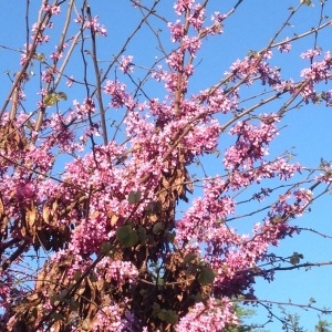 Photographie n°222963 du taxon Cercis siliquastrum L.