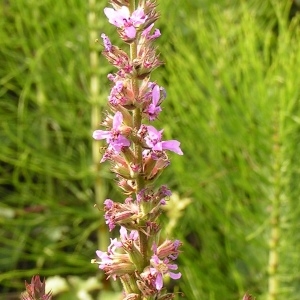 Photographie n°223014 du taxon Lythrum salicaria L.