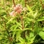  Alain Bigou - Eupatorium cannabinum subsp. cannabinum